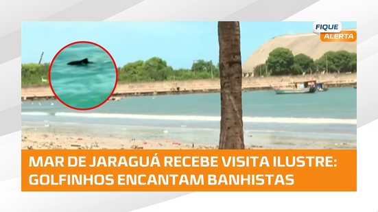 Golfinhos aparecem no mar de Jaraguá e encantam visitantes; biólogo orienta para cuidados