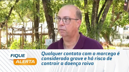 Prevenção: O que precisa fazer caso tenha contato com um morcego