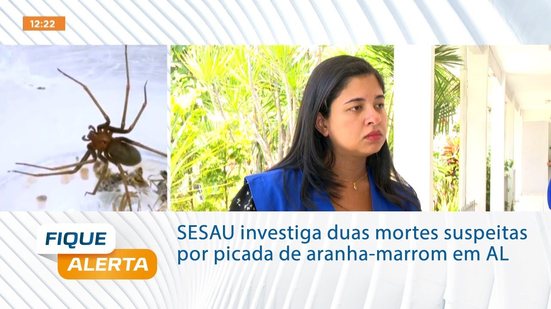 SESAU investiga duas mortes suspeitas por picada de aranha-marrom em AL
