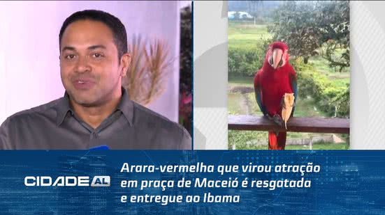 Arara-vermelha que virou atração em praça de Maceió é resgatada e entregue ao Ibama