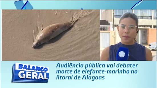 Audiência pública vai debater morte de elefante-marinho no litoral de Alagoas