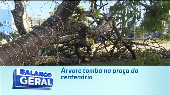 Árvore tomba na praça do centenário