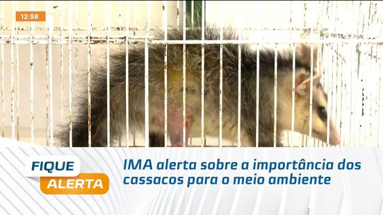 IMA alerta sobre a importância dos cassacos para o meio ambiente