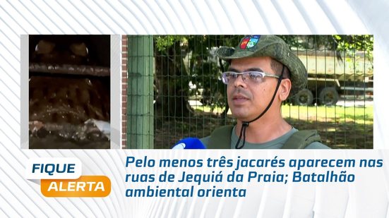 Pelo menos três jacarés aparecem nas ruas de Jequiá da Praia; Batalhão ambiental orienta