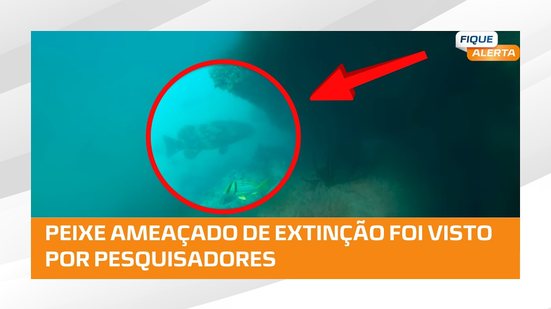 Peixe da espécie mero é avistado durante mergulhos de pesquisadores em Coruripe