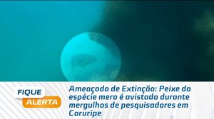 Peixe da espécie mero é avistado durante mergulhos de pesquisadores em Coruripe