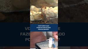 🚨 Picada de escorpião: saiba o que fazer; AL já tem 56 mil casos #CidadeAL