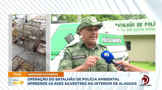 Operação do Batalhão de Polícia ambiental apreende 40 aves silvestres no interior de Alagoas