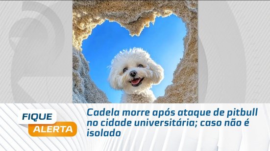 Cadela morre após ataque de pitbull no cidade universitária; caso não é isolado
