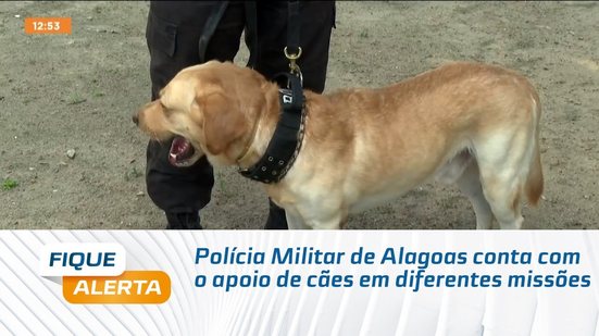 Polícia Militar de Alagoas conta com o apoio de cães em diferentes missões