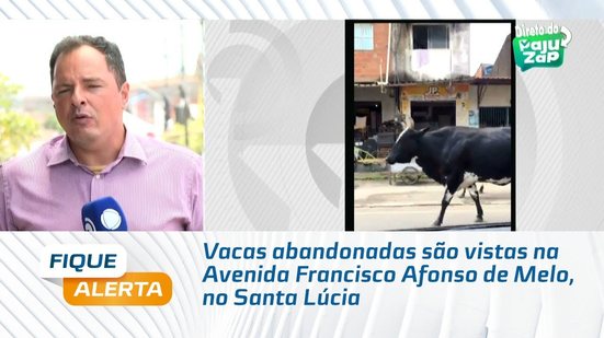 Vacas abandonadas são vistas na Avenida Francisco Afonso de Melo, no Santa Lúcia