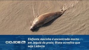 Elefante marinho é encontrado morto em Jequiá da praia; Biota acredita que seja Leôncio