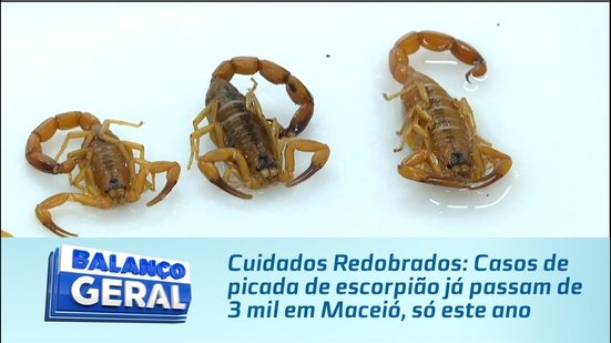 Cuidados Redobrados: Casos de picada de escorpião já passam de 3 mil em Maceió, só este ano