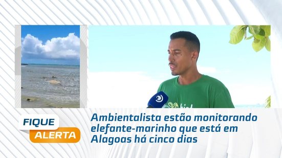 Ambientalista estão monitorando elefante-marinho que está em Alagoas há cinco dias