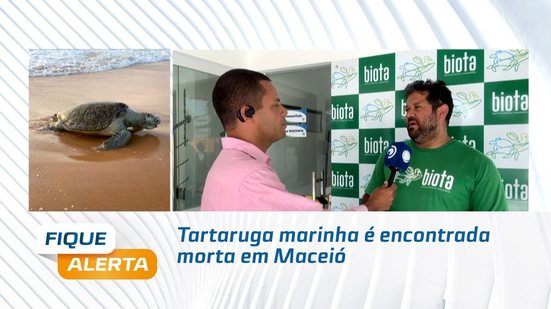 Tartaruga marinha é encontrada morta em Maceió