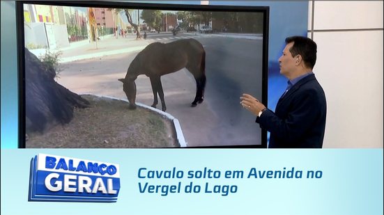 Cavalo solto em Avenida no Vergel do Lago