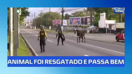 Vaca solta na Av. Durval de Góes Monteiro mobiliza agentes e dá trabalho para ser capturada