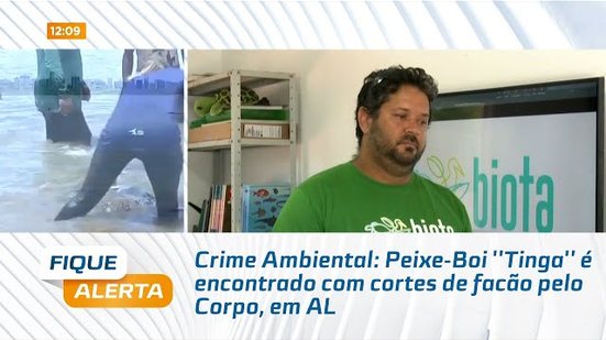 Crime Ambiental: Peixe-Boi ''Tinga'' é encontrado com cortes de facão pelo Corpo, em AL