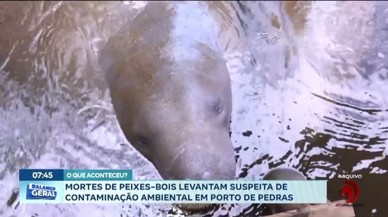 Mortes de peixes-bois levantam suspeita de contaminação ambiental em Porto de Pedras