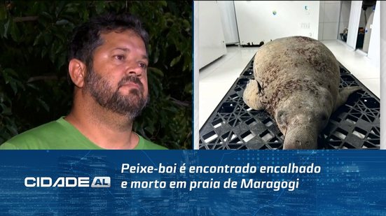Peixe-boi é encontrado encalhado e morto em praia de Maragogi