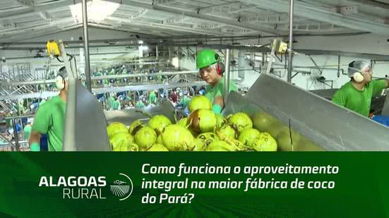 Como funciona o aproveitamento integral na maior fábrica de coco do Pará?