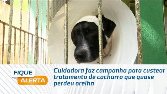 Cuidadora faz campanha para custear tratamento de cachorro que quase perdeu orelha