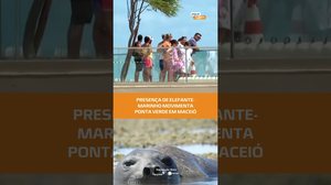 Elefante-marinho surpreende moradores na região do Marco dos Corais, em Maceió #FiqueAlerta