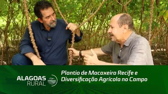 Plantio de Macaxeira Recife e Diversificação Agrícola no Campo