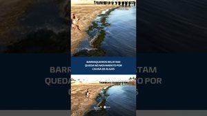 SARGAÇO NA PONTA VERDE: algas afastam turistas e preocupam barraqueiros nas praias #CidadeAL