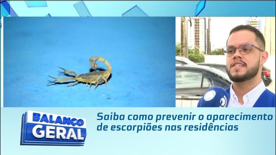 Saiba como prevenir o aparecimento de escorpiões nas residências