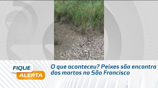 O que aconteceu? Peixes são encontrados mortos no São Francisco