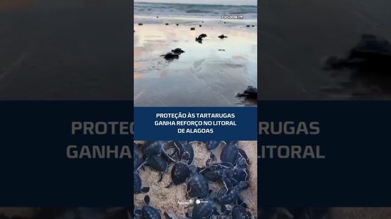🐢Novo plano garante ações para preservar tartarugas em AL #CidadeAL