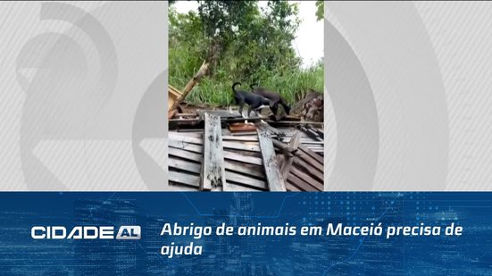 Abrigo de animais em Maceió precisa de ajuda; veja como fazer para colaborar