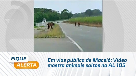 Em vias pública de Maceió: Vídeo mostra animais soltos na AL 105