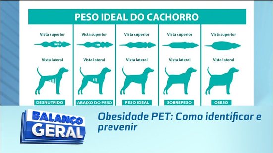 Obesidade PET: Como identificar e prevenir