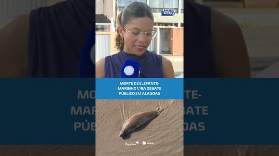 LEÔNCIO: caso de elefante-marinho vira tema de audiência pública #BalançoGeralAL