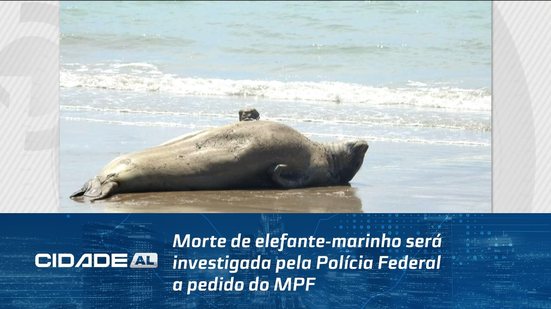 Morte de elefante-marinho será investigada pela Polícia Federal a pedido do MPF