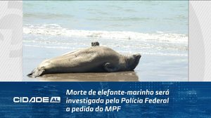 Morte de elefante-marinho será investigada pela Polícia Federal a pedido do MPF