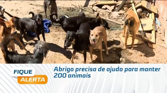 ❤️ Conheça o abrigo que luta diariamente para alimentar 200 animais