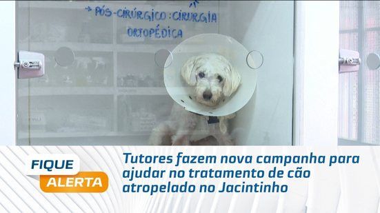 Tutores fazem nova campanha para ajudar no tratamento de cão atropelado no Jacintinho
