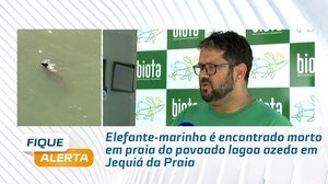 Elefante-marinho é encontrado morto em praia do povoado lagoa azeda em Jequiá da Praia