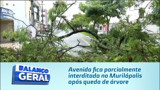Avenida fica parcialmente interditada no Murilópolis após queda de árvore