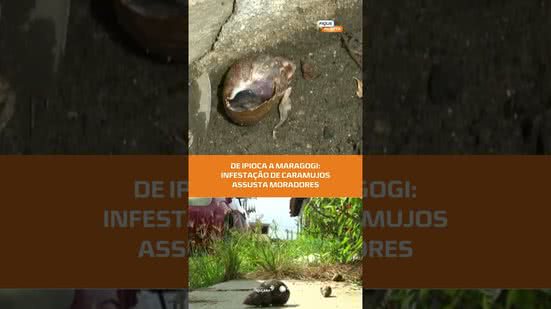 #FiqueAlerta | Moradores denunciam avanço de caramujos africanos no Litoral Norte