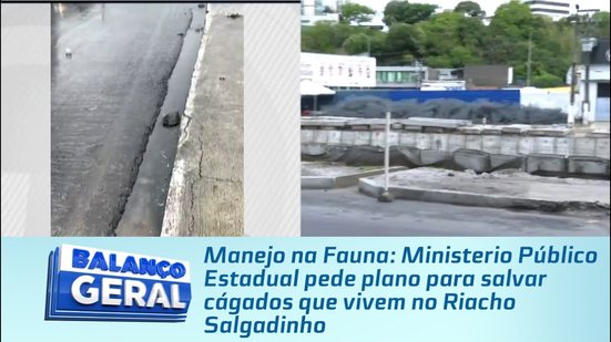 Manejo na Fauna: MPE pede plano para salvar cágados que vivem no Riacho Salgadinho