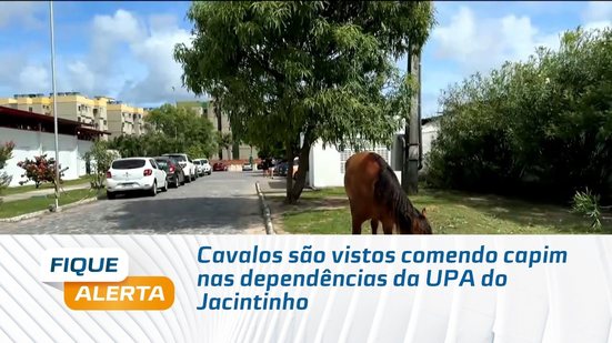 Cavalos são vistos comendo capim nas dependências da UPA do Jacintinho