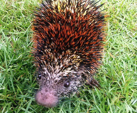 Visita inusitada na Pousada Villages, mas logo foi devolvida a mãe natureza