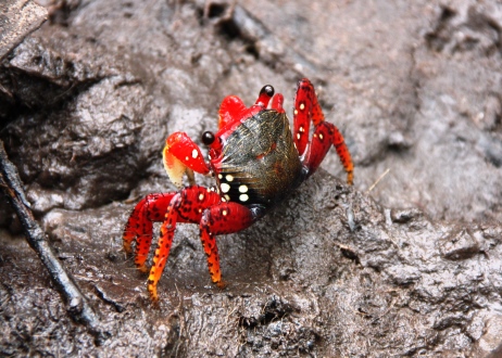 Belo exemplar do aratu desfilando pelo mangue
