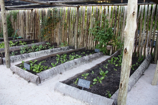 No Quintal a horta orgânica vai direto pra cozinha do chef Lucas