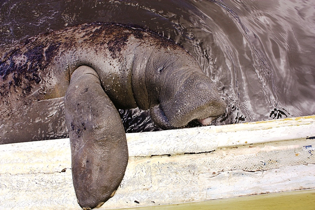 O amável peixe boi, o melhor passeio do turismo ecológico de Alagoas 