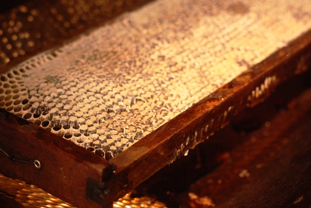 Favo de mel, doçura real em Milagres